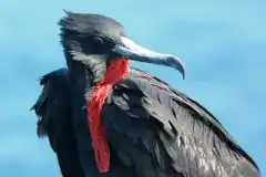 Птиците си поспиват, докато летят.