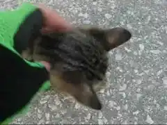 Котките и кучетата могат да живеят в мир!