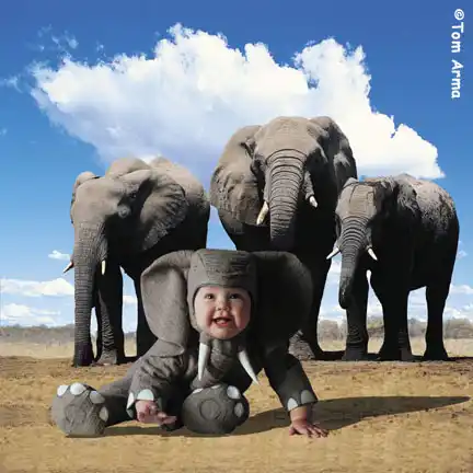 TA228ElephantSQCD63