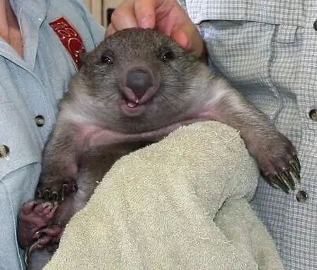 The image “http://dni.li/wp-content/pixx/2007/07/happywombat.jpg” cannot be displayed, because it contains errors.