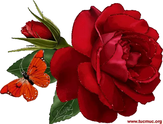 Images