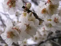 Дъждовно