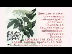 Изображение към свързаната публикация За билките в BgLOG.net