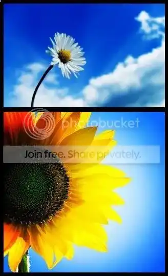 flowers.jpg flower image by haha_little_cupcake