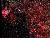 Deneb_50