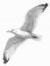 SeaGull