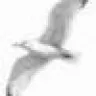 SeaGull