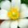seff_64