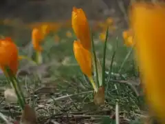 Минзухарче