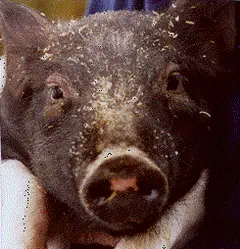 /sites/default/files/legacy-clientfiles/ClientFiles/b834015d-fc9f-4c3e-ad8b-9257959e3cb8/pig.gif