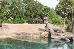 слон