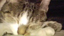Котета