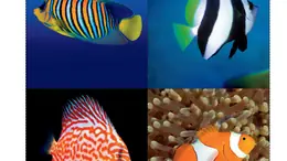 SEA LIFE PART A Fishy Friends