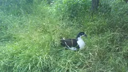 Силата на духовете